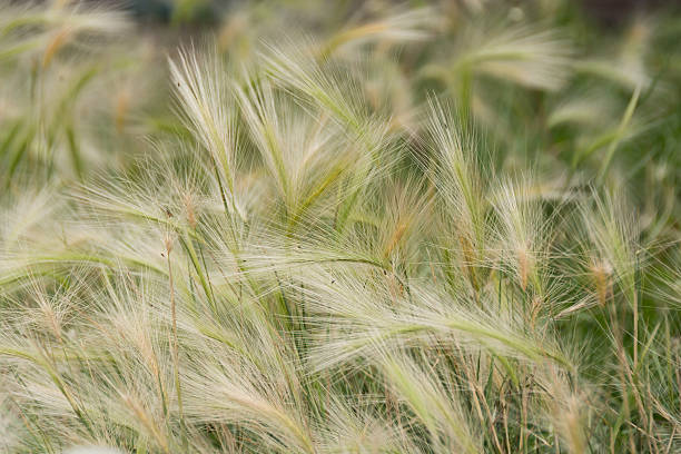 Horizontal outdoor closeup of near foxtails with shallow depth of field.