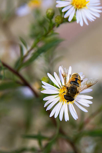 istock Bee on Flower Daisy - Bee in Flower Daisy 179335446
