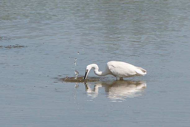 Little Egret Feeding stock photo