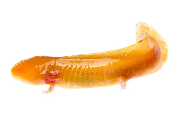 Photo of yellow American Axoloto salamander newt