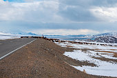 A herd of sheep cross the road. Winter snow road to winter mountain landscape. Winter snow field road in sunny day to mountain. Winter snow rural road in Mongolia.