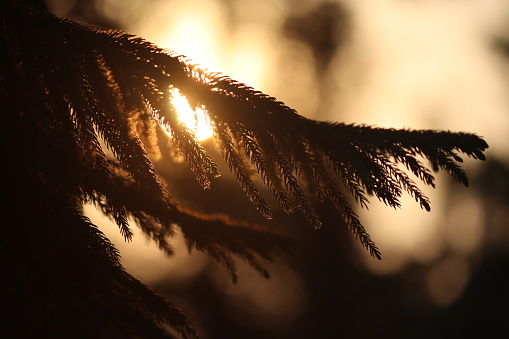 Sun behind the leaf of araucaria tree with dusk