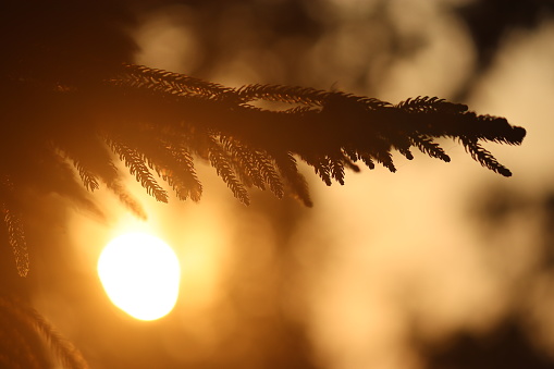Sun behind the leaf of araucaria tree morning view