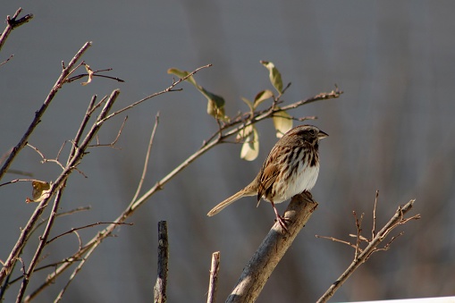 A song sparrow that is perched in a crape myrtle tree.