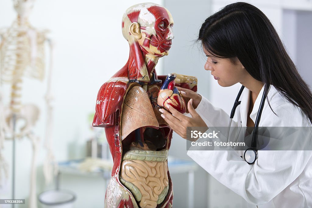 Estudiantes con el modelo anatómico del cuerpo humano - Foto de stock de Anatomía libre de derechos