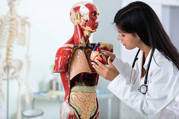 istock Student with anatomical model of human body 179338354