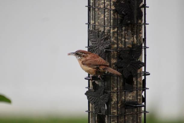 carolina wren - sunflower seed bird seed dried food healthy eating foto e immagini stock