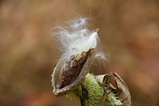 A mature milkweed seed pod has burst open and is ready to disperse its seeds into the autumn wind.