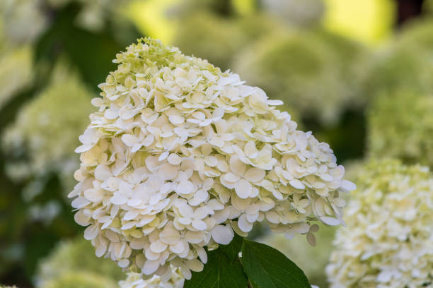 istock Lush white and yellow hydrangea flowers in summer. 1793391610
