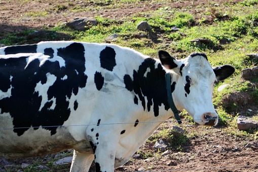 The close up, profile image of a white and black cow grazing in a field. The cow's head is up and is wearing a blue fabric collar.