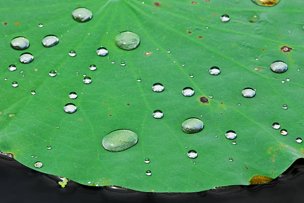 istock Drops of Water on Lotus Leaf 179339307