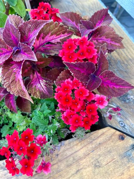 istock Blooming Verbena Plant 1793394311