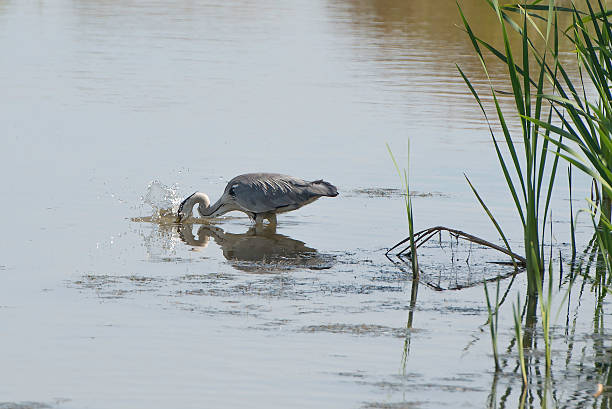 Grey Heron Feeding stock photo