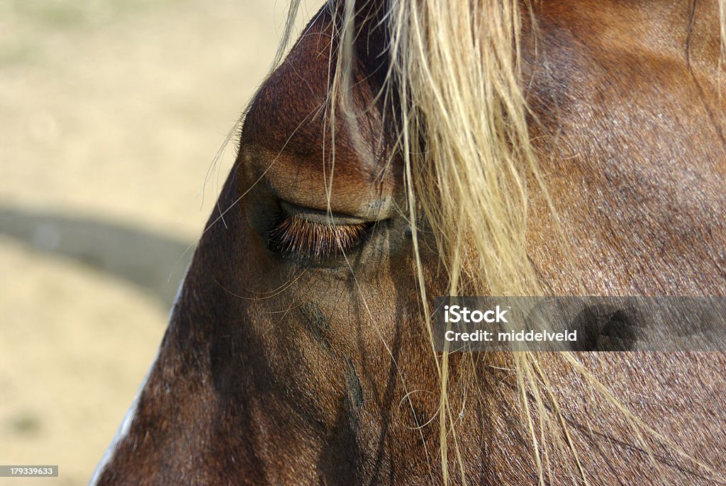 Cavalo-cabeça em close-up - Foto de stock de Ambiente - All Vocabulary royalty-free