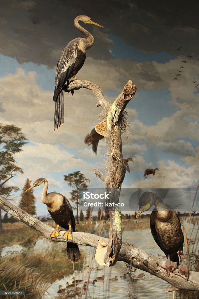 Pájaros en un árbol branch - Foto de stock de Amarillo - Color libre de derechos