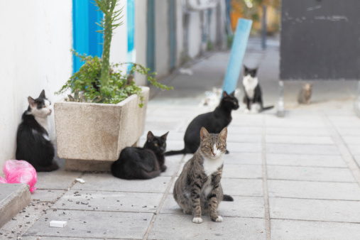 Nicosia city street  with herd of cats at dawn Cyprus