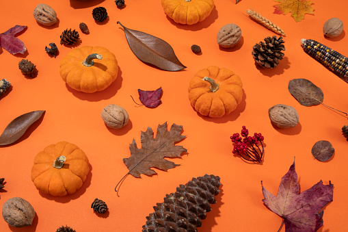 Autumn knolling composition with pumpkins, dried corn and leaves