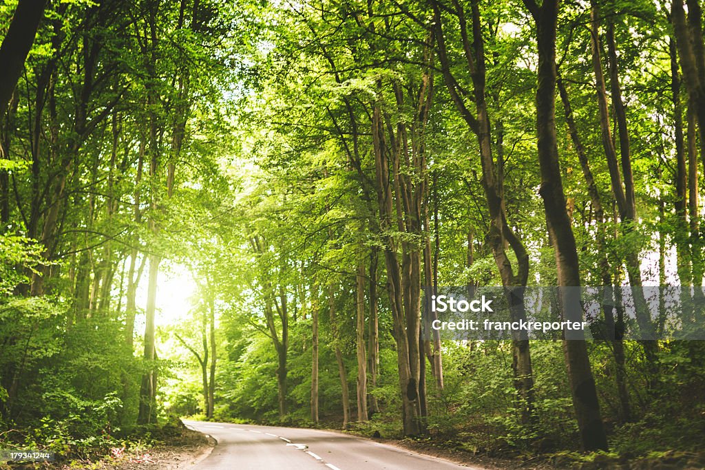 Route dans la forêt avec rayon de soleil - Photo de Comté de Derby libre de droits