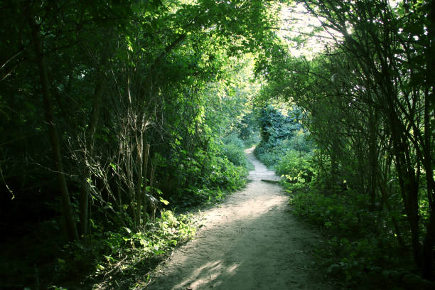 istock Wildlife landscape with a path in lush foliage 1793416123