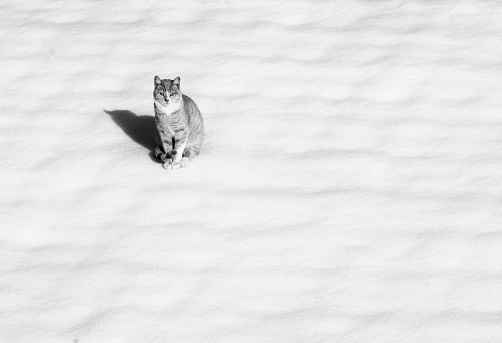 Cat standing on hind legs in the snow in the winter
