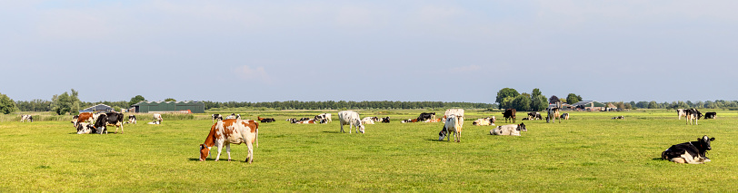 Herd cows grazing in field landscape, peaceful and happy, a group in Dutch pasture of flat land with a blue sky