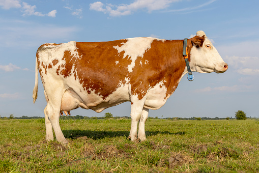 Close up of a a fine mixed herd of cows in a summer pasture, alert and looking to the right. North Yorkshire, UK. Horizontal.  Copy space