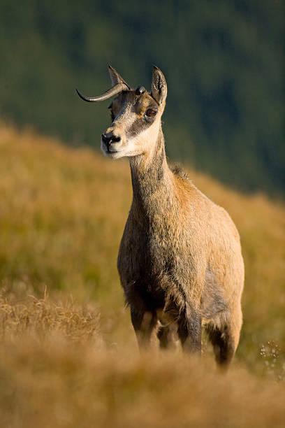 Chamois with broken horns Wild animal - Chamoois - rupicapra rupicapra alpine chamois rupicapra rupicapra rupicapra stock pictures, royalty-free photos & images