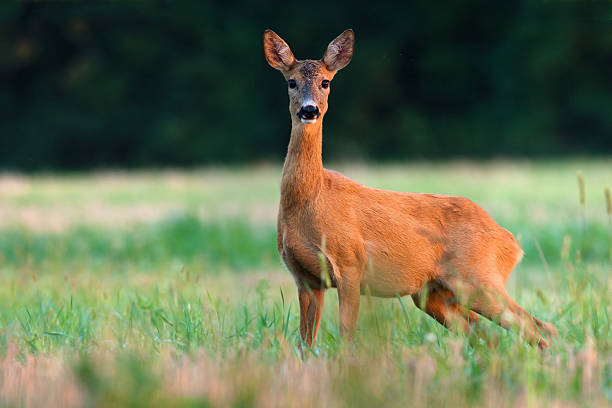 istock Roe deer doe with dark  green blurred background 179342243