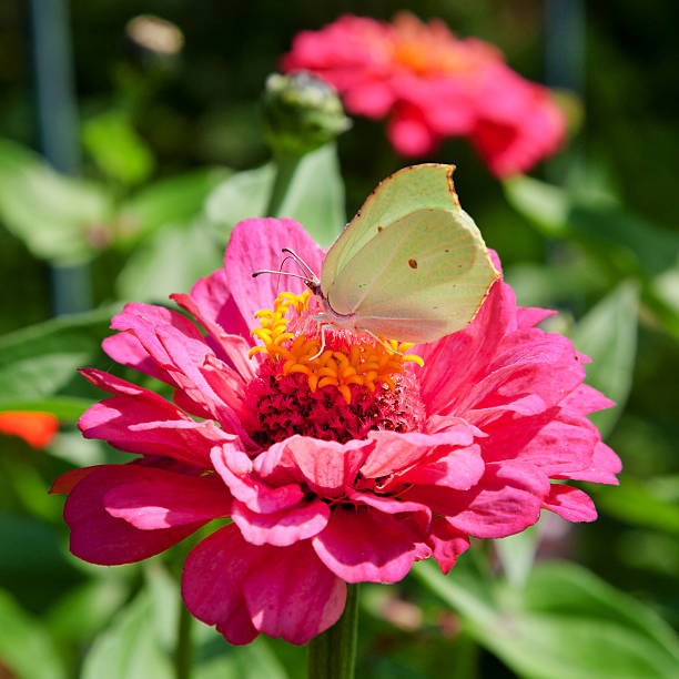 istock butterfly on pink flower 179342253