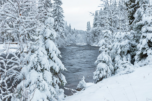 Winter landscape of coniferous trees in white fluffy snow with a non-freezing flowing river outside the city.