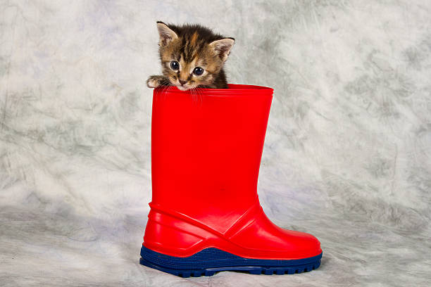 Kitten in water shoe stock photo