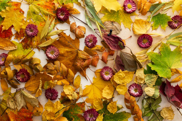 istock Background of various fallen leaves 1793425910