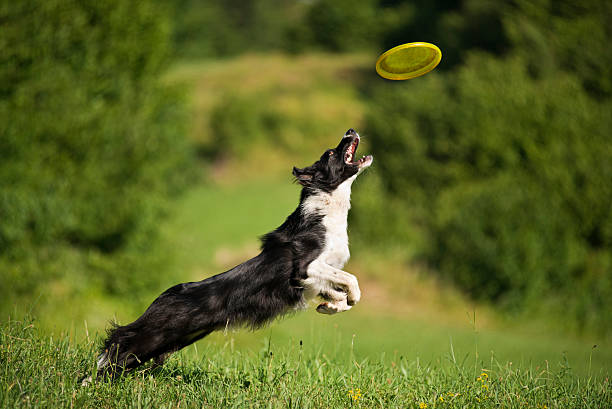 Border collie Border collie catching frisbee close up shoot collie stock pictures, royalty-free photos & images