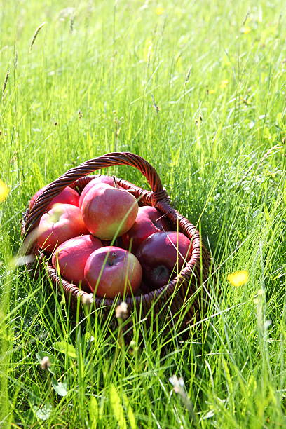 Apples and Basket stock photo