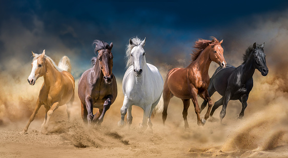 herd of horses runs forward in a desert storm against a dark sky