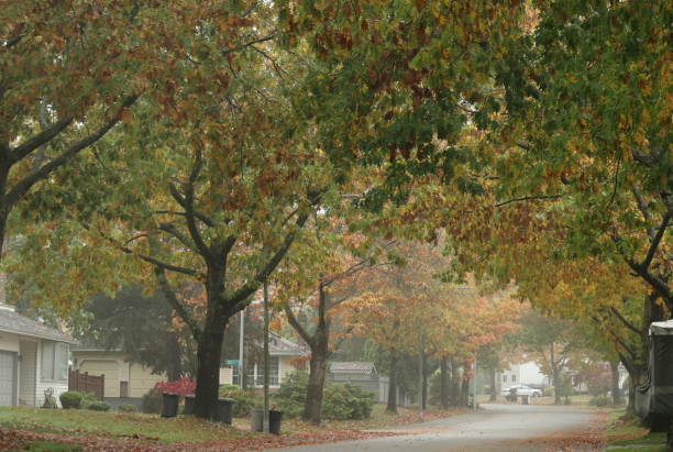 istock Autumn Fog in Surrey, Canada 1793443441