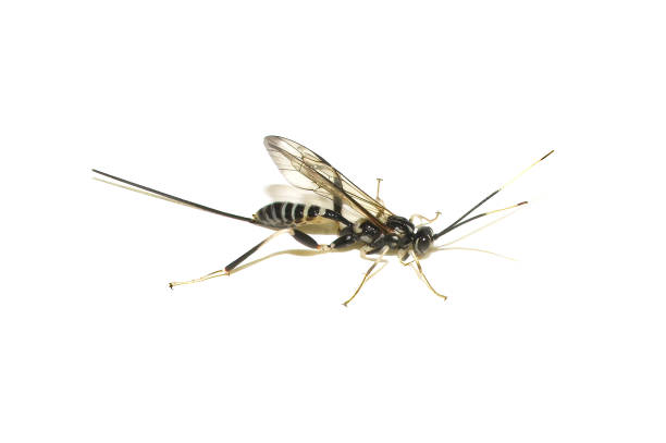 istock The ichneumon wasp Arotes amoenus female 1793444528
