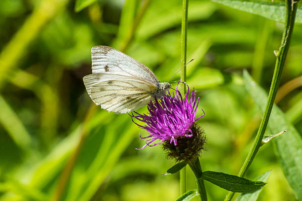 istock White butterfly on purple flower. 179344487