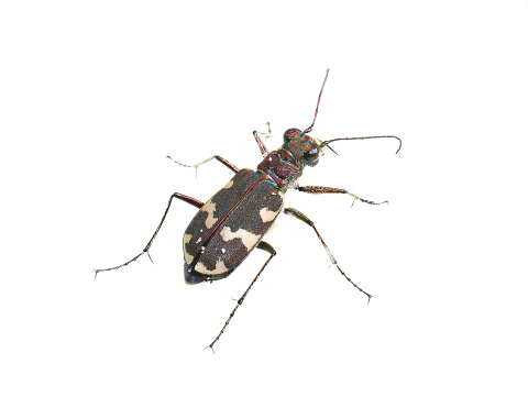 Darkling beetle, stink bug or clown beetle, Eleodes species. California, USA.