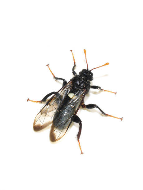istock Cimbex femoratus on white background 1793446126