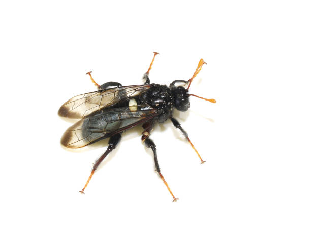istock Cimbex femoratus on white background 1793446142