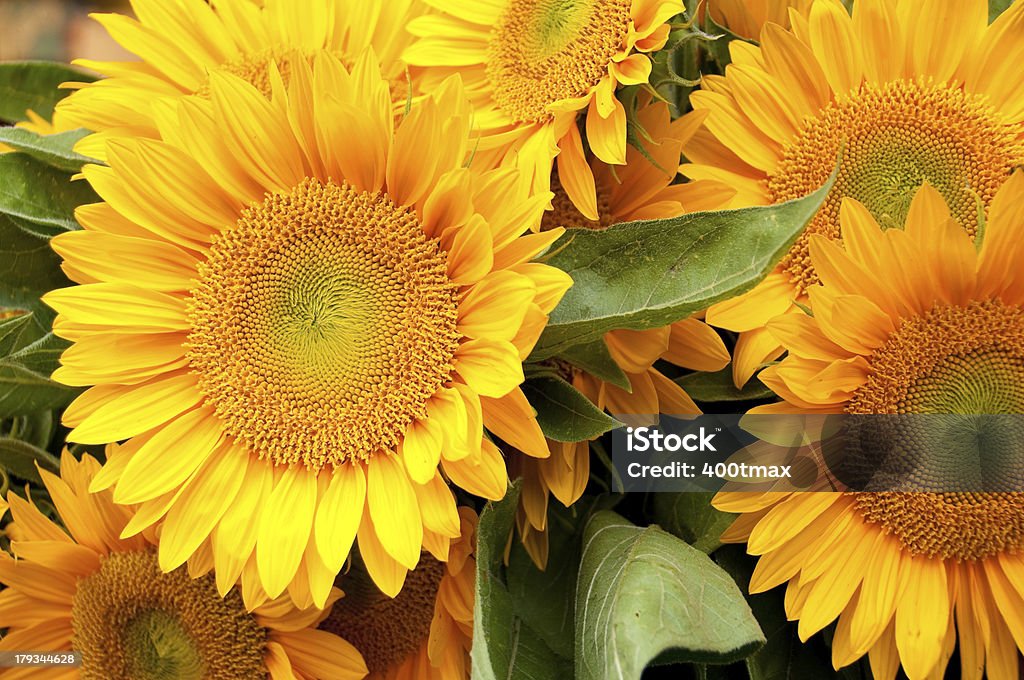 パイクプレイスマーケット Sunflowers - アメリカ太平洋岸北西部のロイヤリティフリーストックフォト