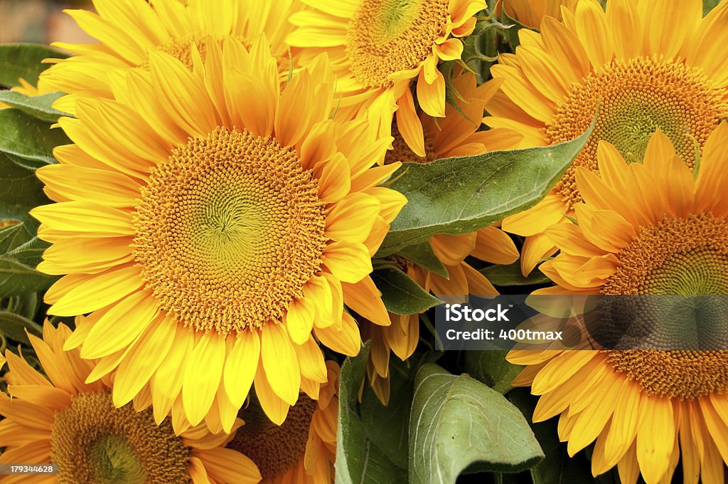 Pike Place Market Sunflowers - Royalty-free Amarelo Foto de stock