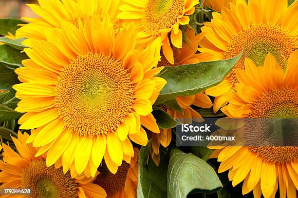 Pike Place Market Sunflowers - Fotografias de stock e mais imagens de Amarelo - Amarelo, Estado de Washington, Flor