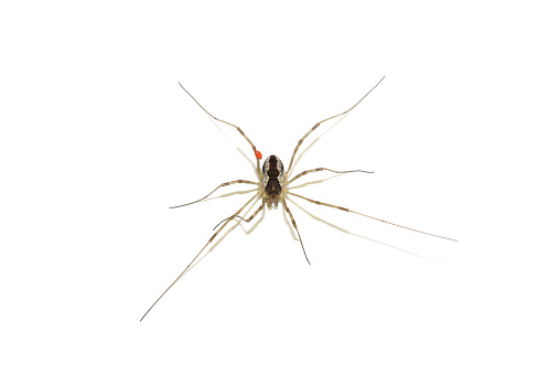 Harvestman Mitopus morio with orange coloured mite isolated on white background