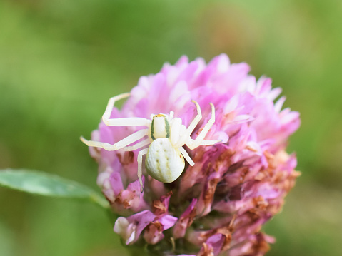 The goldenrod crab spider Misumena vatia sitting on a pink flower