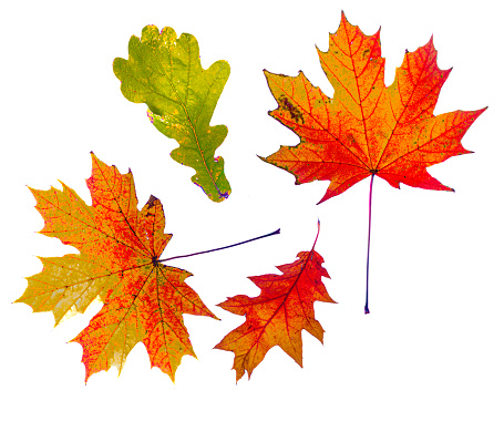Color autumn leafs with white clean light background