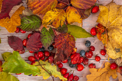 Color autumn dry leafs with red briars fruit on old wooden table