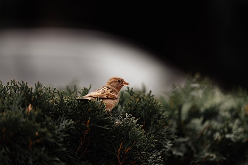 A small, brown bird perched atop a branch of an evergreen pine tree in a natural environment