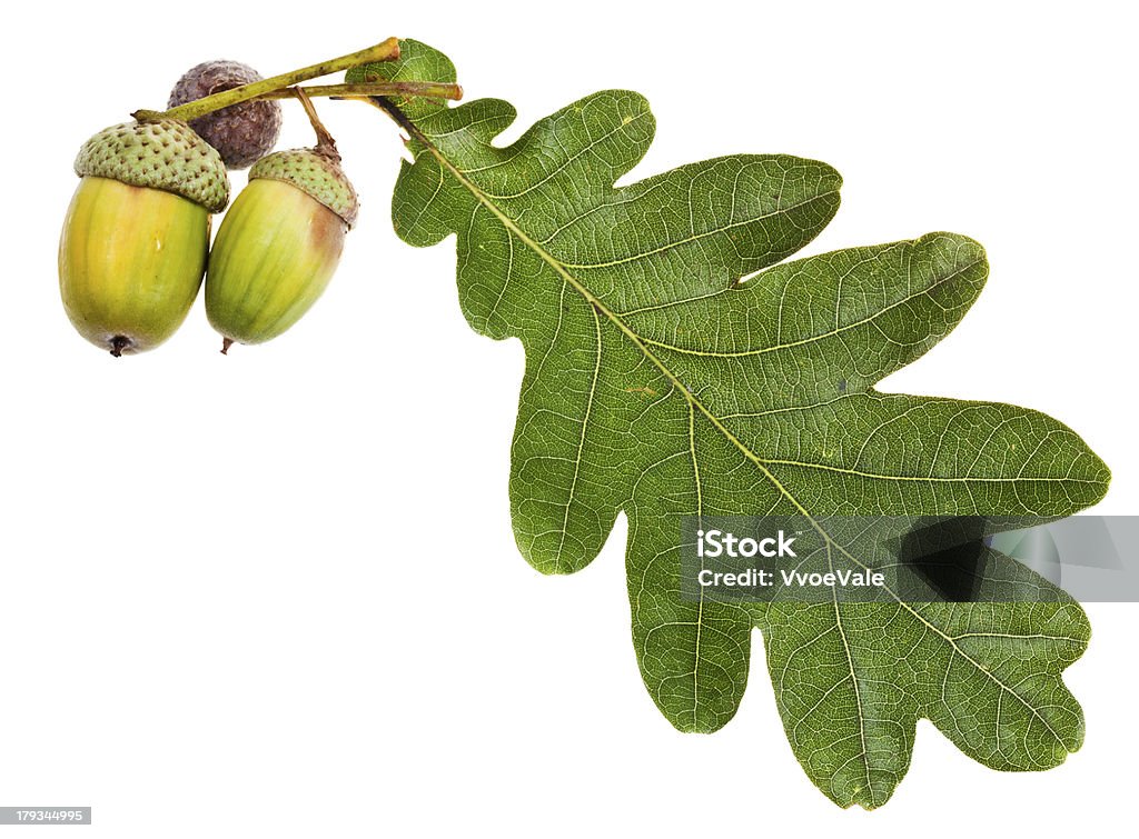 green oak leaf and acorns oak leaf and few acorns isolated on white background Acorn Stock Photo